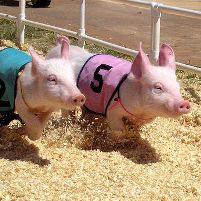 Racing pigs delight crowd at county fair