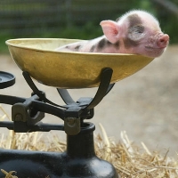 Revolutionary new â€˜mini-pigsâ€™ as household pet