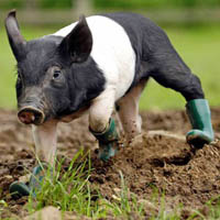 Mud-Shy pig given wellies