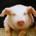 Danish live pig export forecast lowered