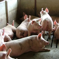 Netherlands: no castrated pork for Aldi and Lidl