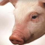AGP ban causes only minor problems in pigs