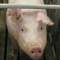 UK: Farming minister pledges help to pig farmers