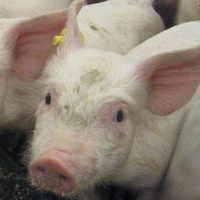 Niche markets offer opportunities for pork