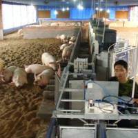 Chinese sow farms install Nedap Velos ESF