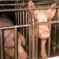 Pork production practice banned in California