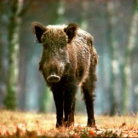 Germany: measures to fight CSF in wild boar