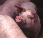 Economists expect US swine industry to shrink