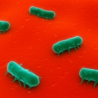 Salmonella strains in humans differs to animals