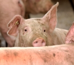 Pressure on UK pig feed prices