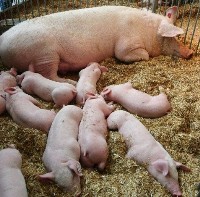 Research: stress does not affect sow fertility