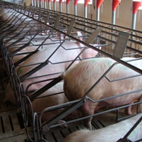 FDA retracts ban on animal antibiotics