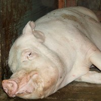 BPEX: British pig production costs still too high