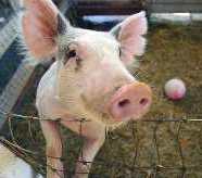 Pig enrichment is a legal requirement