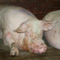 FAO/OIE/WHO investigate Ebola Reston virus in pigs