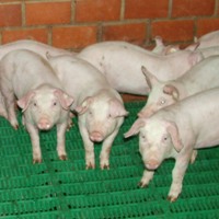 UK pig producers gain from PCV2 investment