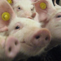 Scottish pig health initiative underway