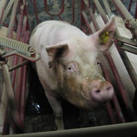 Economist: Hog Industry predictions for 2009