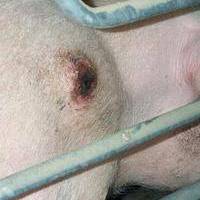 Danish sows face shoulder ulcer problems