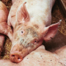 Good news for EU pigmeat sector