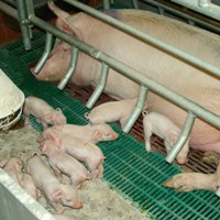 Profits for German piglet producers
