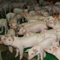 Canadian pork seeks market opportunities in India
