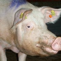12% rise in Dutch pig exports