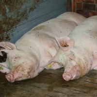 Swine dysentery causing problems in the UK