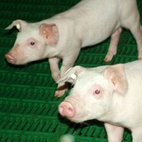 Russia – new vet certificate for US pork