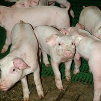 Policy measures will increase pig cost price