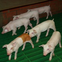 Call for support for piglet castration plan