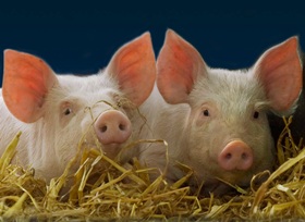 SCA NuTec launches new range of piglet feeds