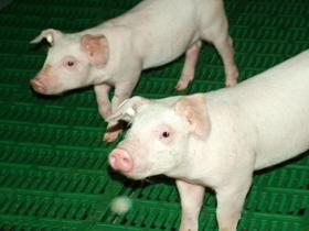 Denmark: first offspring by transgenic cloned pigs