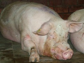 More antibiotic use in Dutch pig industry