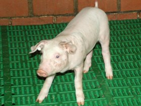 Swiss vets re-launch plea for boar taint vaccination