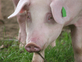 ACMC to supply breeding pigs to Spanish integrator