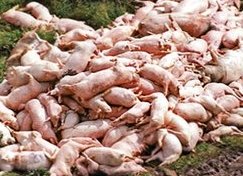 Bulacan pig industry to recover from culling