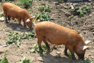 Encouraging news for Australian free range pork