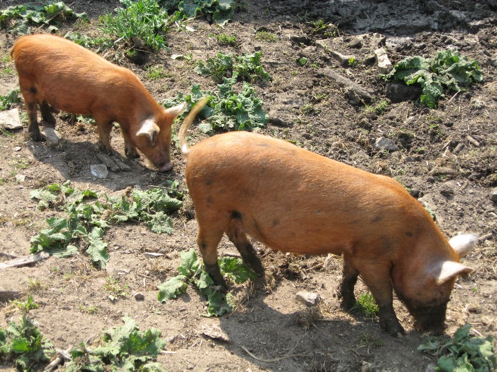 Encouraging news for Australian free range pork