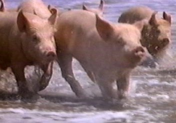 Angry French farmers release pigs at processing plant