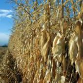 Mycotoxins in Indiana corn will concern pig producers