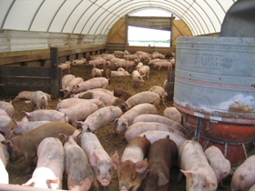 New focus for pig meat supply chain