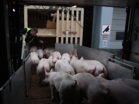 Topigs exports Dutch gilts to Japan