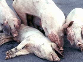 Mexico free of Classical Swine Fever
