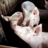 Confidence in growth potential of Saskatchewan swine industry