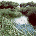 Constructed wetlands may help reduce hormones in wastewater