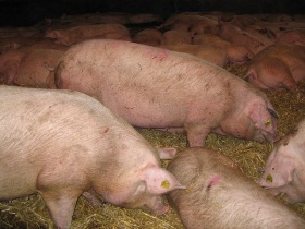 Scottish pig industry in danger of collapse
