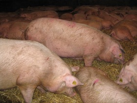 Scottish pig industry in danger of collapse