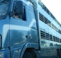 EU proposes changes for livestock transportation