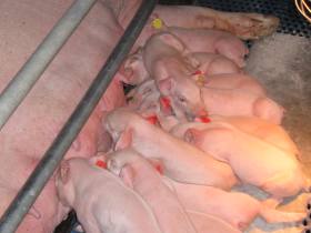 DDGS boost piglets’ immune systems